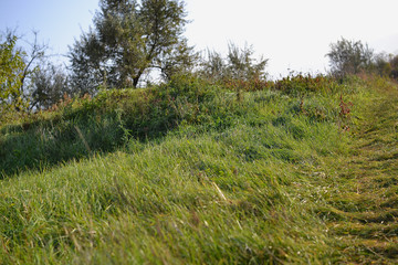 Obraz premium Summer forest landscape rolling hills background 