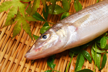 鱚きす入荷しました