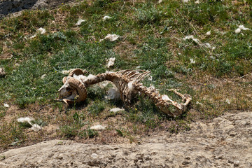 Sheep skull in nature.