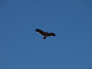 aguila imperial en el cielo azul