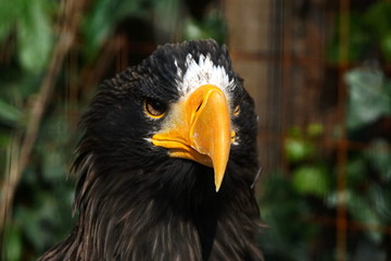 Adler Portrait