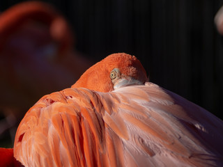 flamingo covering his face with his wing