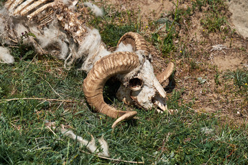 Sheep skull in nature.