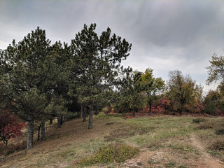 Pine forest landscape