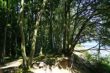Wald auf der Steilküste der Lübecker Bucht