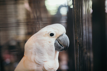White Cockatoo in the cage, Wildlife from nature in tropical forests.