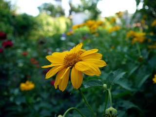 rose, flower, red, nature, garden, plant, green, beauty, bud, floral, flowers, beautiful, pink, flora, petal, love, summer, bloom, blossom, roses, leaf, spring, macro, petals, bright