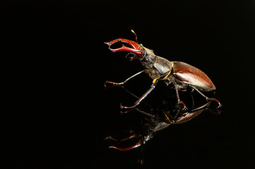 Stag beetle, Lucanus cervus, on black background. Closeup