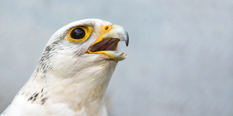close-up portrait, head, gyrfalcon, falco rusticolus, on grey background.