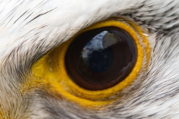 Eagle eye close-up, macro photo, eye of the Gyrfalcon, falco rusticolus
