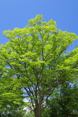 新緑の欅と青空