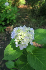 木漏れ日の中の紫陽花