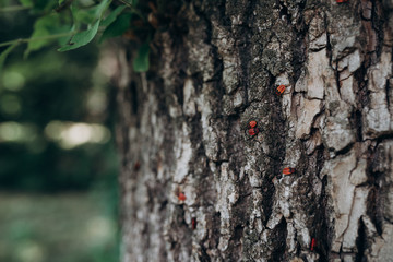 red beetles with black dots run on the bark of a tree