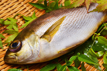 関いさき入荷しました