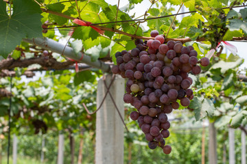 Bunch of grapes on a vine