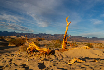 Dead tree in death valley lit by the sun at golden hour