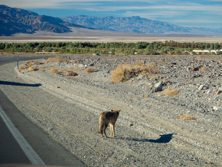lone Coyote in death valley