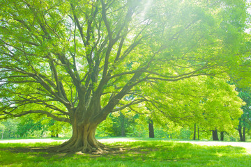 Park tree in the morning