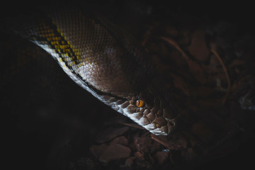 Olhar de serpente escura prigosa