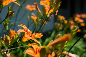 Orange lilys ( Lilium Bulbiferum) trying to reach the sun in front of a residentual house.
