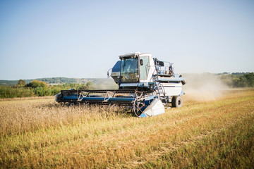 Fototapeta premium combine harvester, wheat cutting, summer landscape of endless fields under a blue sky with clouds. bright autumn day. harvest time