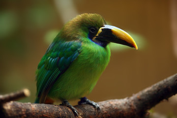The blue-throated toucanet (Aulacorhynchus caeruleogularis) sitting on the branch with brown background.