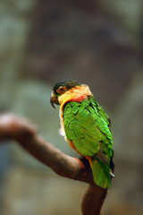 The black-headed parrot (Pionites melanocephalus), also known as the black-headed caique, black-capped parrot or pallid parrot sitting on the branch.