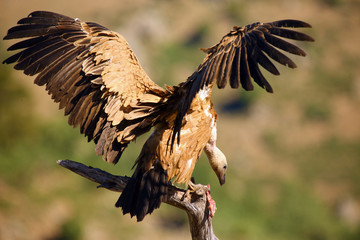 The griffon vulture (Gyps fulvus) sitting on the branch with colorful background. Vulture with mountains in the background.