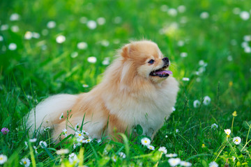 The dog breed pomeranian spitz