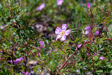 floral background for interior desingn pictures, nature background, home interior design  elements