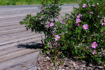 floral background for interior desingn pictures, nature background, home interior design  elements