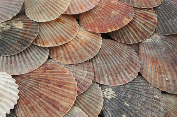 Dark scallop seashells close up