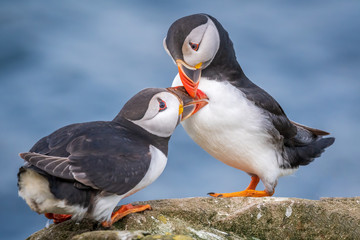 Puffin Love
