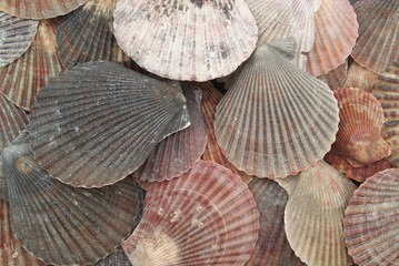 Many dark scallop seashells background