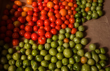 fresh tomatoes. red ripe and green unripe cherry tomatoes closeup top view. a small crop of tomatoes
