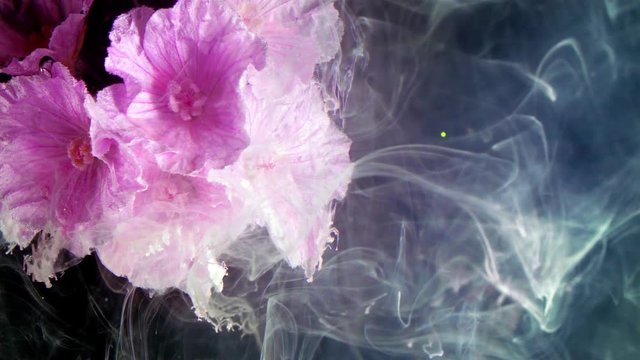Geranium sanguineum striatum bloody cranesbill pink flowers.