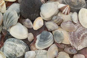 Seashells background, many different sea shells mixed