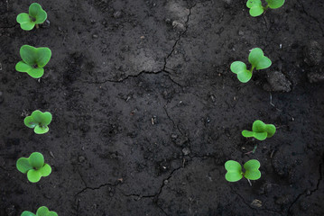 Radish sprouts growing from the ground, spring plant. Young garden radishes