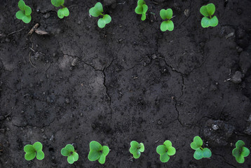 Radish sprouts growing from the ground, spring plant. Young garden radishes