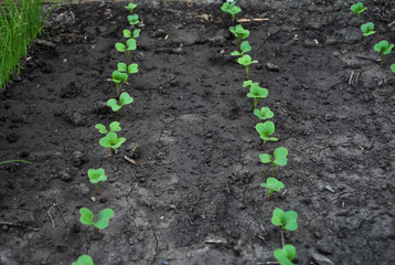 Radish sprouts growing from the ground, spring plant. Young garden radishes