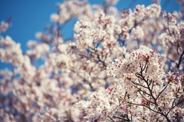 Cherry blossom or sakura and blue sky