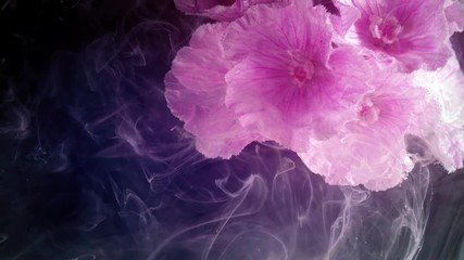 Geranium sanguineum striatum bloody cranesbill pink flowers.