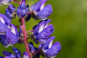 Close-up of purple lupine flower