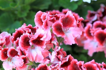 Two-tone flowers Pelargonium grandiflorum in the garden