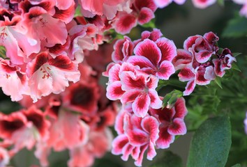 Two-tone flowers Pelargonium grandiflorum in the garden