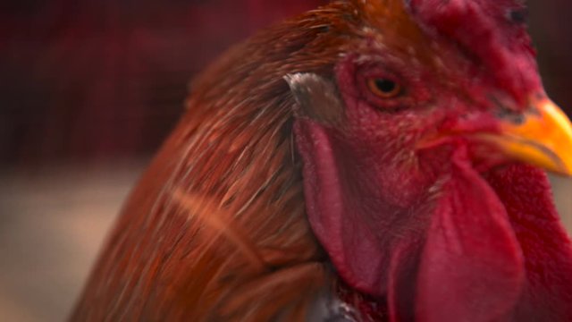 This is a close up video of a fancy red hen behind a fence.