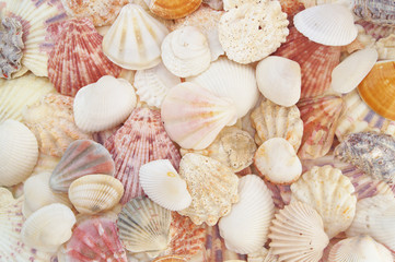 Colorful seashells as background, sea shells collection