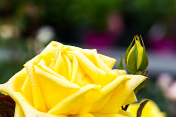 gelbe Blume Nahaufnahme