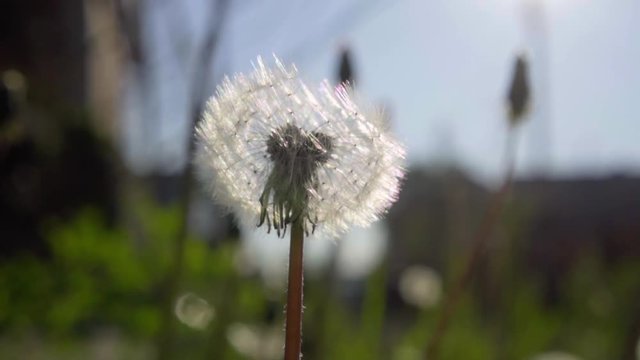Dandelion seeds - pappus - slowly fly away with the wind on a sunny summer day. Dandelion in the center of the frame close-up
