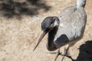 portrait of ciconiiformes in a zoo